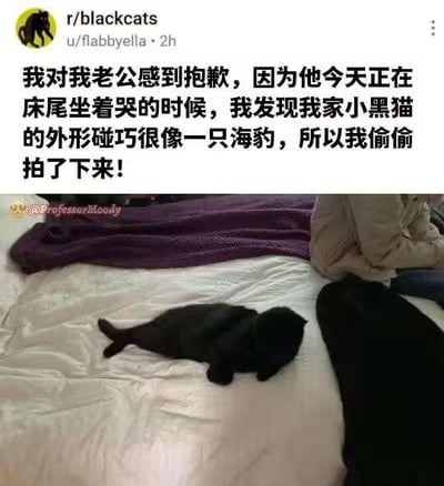 这是一张结合文字与实拍图的趣味分享内容，上方是社交平台的文字描述，下方是实拍照片。文字内容讲述了主人的拍摄背景：老公正坐在床尾哭泣，主人本该安慰，却发现自家小黑猫仰躺在床上的外形和海豹非常相似，于是忍不住偷偷拍下了这张照片，字里行间带着对老公的抱歉，但更多是被猫咪搞笑姿态戳中的趣味。照片里的小黑猫舒展着身体仰躺在床上，黑色的毛发加上这个角度的躺卧姿势，确实和海豹的形态高度相似，画面既有点心疼难过的老公，又被猫咪的可爱搞笑姿态逗乐，没有双关、谐音梗等内容。