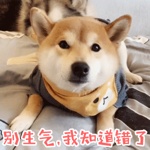 柴犬道歉专用动图：别生气，我知道错了