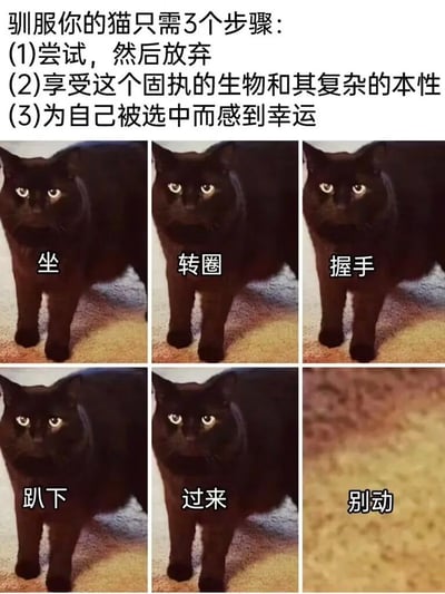 图片上方为幽默文字‘驯服你的猫只需3个步骤：(1)尝试，然后放弃 (2)享受这个固执的生物和其复杂的本性 (3)为自己被选中而感到幸运’，下方是6张相同的黑猫站立照片，每张照片分别叠加‘坐’‘转圈’‘握手’‘趴下’‘过来’‘别动’的指令文字。但黑猫始终保持同一姿势，眼神淡定，完全无视所有指令，形成强烈反差萌。通过这种反讽手法，调侃猫咪难以驯服的独立本性，展现铲屎官与猫相处时‘被选择’的无奈与趣味。