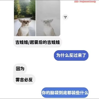 这是一张聊天界面形式的搞笑梗图，上方是左右两张对比图：左侧是一只棕白相间的吉娃娃端坐在户外路面上，表情严肃；右侧是经过处理、模拟起雾效果的同款吉娃娃图片，画面模糊朦胧。图中先以文字标注“吉娃娃/起雾后的吉娃娃”说明对比内容，随后是三段对话：提问者对两张图的呈现方式提出疑问“为什么反过来了”，玩梗者用谐音梗回应“因为雾吉必反”——将“起雾后的吉娃娃”简称为“雾吉”，谐音经典成语“物极必反”，最后提问者吐槽“你的脑袋到底都装些什么”，整体通过谐音梗制造出无厘头的搞笑效果，适合在社交平台用于趣味互动。