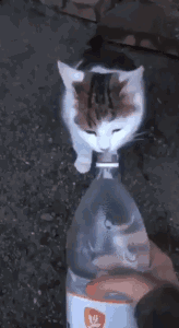 这是一段动态图（GIF），呈现了一个有趣的视觉错位场景：一只白棕相间的猫咪将下巴搭在装有鱼的透明水瓶瓶口，从视觉上看起来仿佛猫咪正在“咬”水瓶里的鱼，猫咪一脸专注的神态让这个错位场景更添趣味，画面为竖屏手机格式，是原始拍摄的生活场景，捕捉到了萌宠与日常物品结合的搞笑瞬间。