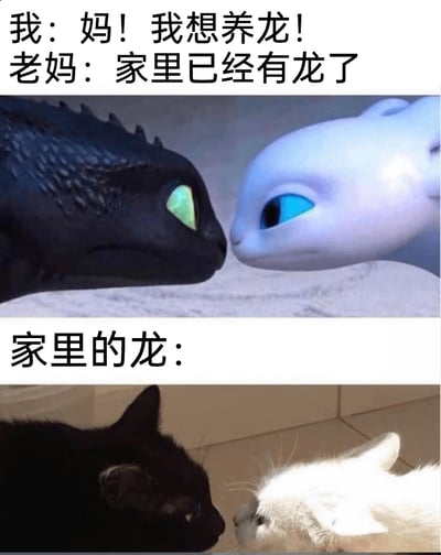 这是一张上下拼接的趣味梗图，整体由文字和两部分图像构成。上方是动画《驯龙高手》中的经典龙族角色——黑龙没牙仔与白龙光煞的对视画面，搭配孩子与母亲的对话：孩子兴奋地说“妈！我想养龙！”，母亲回应“家里已经有龙了”；下方则是现实中一只黑猫与一只白猫近距离对视的照片，对应配文“家里的龙”。通过将黑白猫咪与动画里的黑白龙进行视觉关联，制造出幽默的反差效果，调侃自家猫咪如同“龙”一般，是结合影视IP与宠物日常创作的搞笑内容，充满趣味。