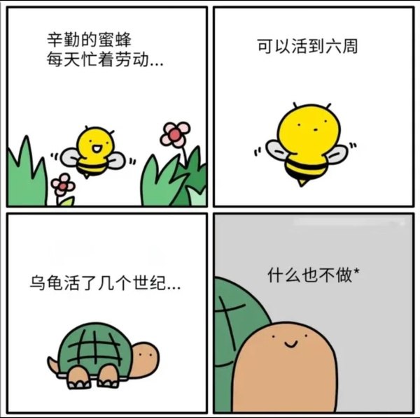 乌龟