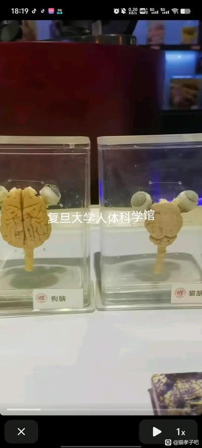 这是复旦大学人体科学馆的科普展示画面，左右两个密封透明标本容器中，分别存放着经过防腐处理的狗脑与猫脑标本，通过并置对比的方式呈现两种动物脑部的形态差异：狗脑的大脑皮层褶皱更为丰富，整体体积也明显大于猫脑，属于解剖学与神经科学相关的专业科普内容，能帮助观者直观了解不同动物的脑部结构区别。