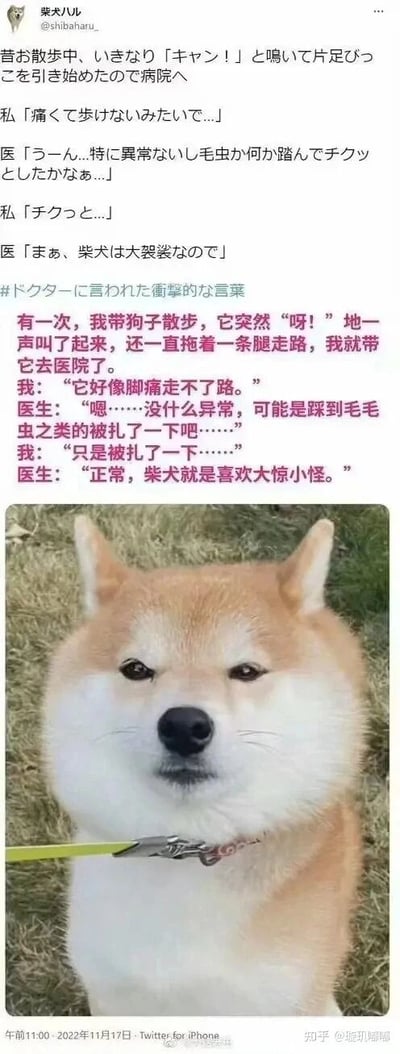 这是一则来自社交平台的趣味宠物内容，采用图文混排的竖屏格式呈现。上方是日文原文与简体中文对照的趣事分享：主人带散步时突然惨叫并拖着腿走路的柴犬前往医院，向医生描述症状后，医生检查表示柴犬没有什么异常，推测只是踩到毛毛虫之类的小虫子被扎了一下，还补了一句“正常，柴犬就是喜欢大惊小怪”。下方是一只被牵引绳拴着的柴犬，它表情委屈，看起来有点不服气，完美呼应了医生吐槽它大惊小怪的内容，生动展现出柴犬的小性子，整体内容轻松搞笑，充满宠物日常的治愈感。