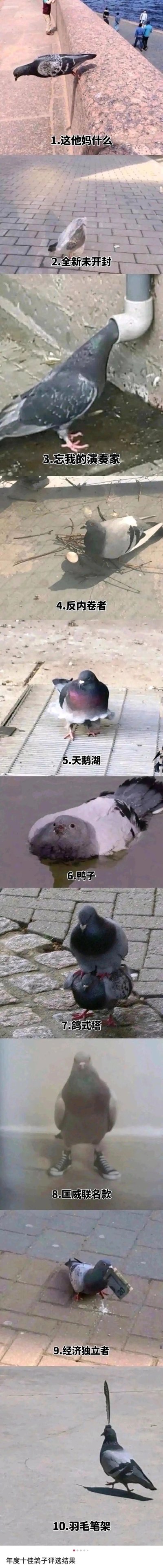 这是一组由10张趣味抓拍照片组成的竖屏合集，每张照片里的鸽子都有着怪异搞笑的姿态，搭配玩梗的文字来放大笑点：1.鸽子头部卡进石缝，配文“这他妈什么”；2.鸽子待在透明塑料瓶中，配文“全新未开封”；3.鸽子头部插进排水管，配文“忘我的演奏家”；4.鸽子趴在地面，鸽蛋在一旁，配文“反内卷者”；5.鸽子站在积水中，配文“天鹅湖”；6.鸽子身体被压扁贴在地面，配文“鸭子”；7.两只鸽子上下叠在一起，配文“鸽式搭”；8.鸽子的影子形似匡威鞋，配文“匡威联名款”；9.鸽子泡在融化的冰淇淋里，配文“经济破产者”；10.两只鸽子尾巴相连，配文“打七折”，通过鸽子的奇特状态结合网络热梗，制造出荒诞搞笑的效果。