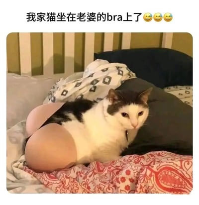 一张家庭生活照片，展示了一只黑白相间的猫正坐在粉色的bra上。猫的表情看起来很平静，周围有花纹的被子和枕头，背景是卧室环境。图片上方配有文字'我家猫坐在老婆的bra上了'和三个笑脸表情，营造出轻松幽默的氛围。