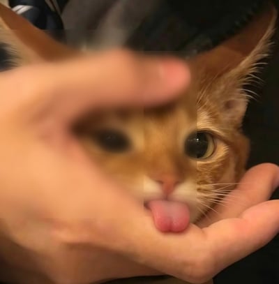 这是一张实拍的趣味错位照片：拍摄时一只手靠近镜头处于失焦状态，呈现半透明模糊效果，刚好遮挡住后方橘猫的左半张脸，视觉上模糊的手的轮廓与猫咪的脸形成了错位融合的奇妙效果；后方对焦清晰的橘猫睁着圆溜溜的黑眼睛，正伸出粉红色的舌头舔舐放在它下巴处的另一只人手的手心，整体风格可爱诙谐，充满趣味性。