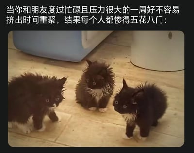 图片上方配有文字：“当你和朋友度过忙碌且压力很大的一周好不容易挤出时间重聚，结果每个人都惨得五花八门：”，下方是三只毛发湿漉漉、乱糟糟的黑色小猫，它们毛发竖起、眼神呆萌，形象地比喻了忙碌一周后朋友相聚时各自疲惫不堪的状态，充满生活共鸣感和幽默感。