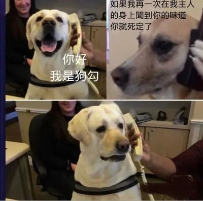 这是一张多图拼接的搞笑梗图，主角是一只黄色拉布拉多犬。图片分为多个场景：第一张图中狗狗开心地举着电话听筒，配文'你好 我是狗勾'；第二张图是狗狗脸部特写，表情严肃，配文'如果我再一次在我主人的身上闻到你的味道 你就死定了'；第三张图狗狗继续拿着电话，表情认真。通过拟人化的电话对话，营造出狗狗模仿人类威胁他人的幽默效果，充满趣味性。