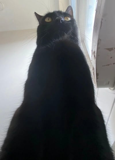 图片中是一只纯黑色的猫，正仰头向上凝视，黄色的眼睛瞪得很大，显得格外有神。猫咪的毛发乌黑浓密，从低角度拍摄凸显出它的颈部和背部线条。背景是室内环境，左侧为白色墙壁，右侧靠近一扇窗户，光线从窗外透入，照亮了部分墙面，窗沿附近有轻微的磨损痕迹。整体画面聚焦于猫咪的面部表情和姿态，传递出好奇或警觉的情绪。