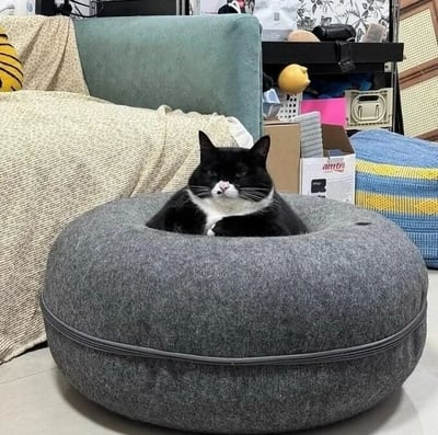 一只黑白相间的猫咪正懒洋洋地窝在一个灰色的圆形豆袋椅里，前爪交叉放在胸前，表情看起来有些傲娇又惬意。背景是一个温馨的居家环境，绿色的沙发上搭着米色毯子，旁边还有纸箱和一些杂物，整体氛围舒适又生活化。