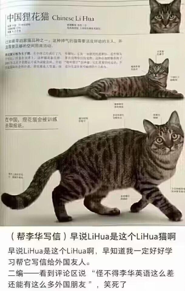 猫品种图鉴