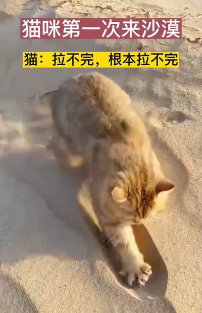 一只橘猫在沙漠中用爪子疯狂刨沙，上方配有文字'猫咪第一次来沙漠'，中间文字为'猫：拉不完，根本拉不完'。图片幽默地表现了猫咪本能的掩埋行为遇到沙漠这种'无限猫砂盆'时的夸张反应。