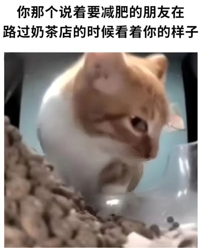 图片上方配有文字“你那个说着要减肥的朋友在路过奶茶店的时候看着你的样子”，下方是一只橘白相间的猫咪，它正低头注视着前方，表情带着明显的期待和渴望，仿佛在模仿减肥的朋友路过奶茶店时看着同伴、希望对方提议买奶茶的真实模样，整体画面幽默地展现了减肥与美食诱惑之间的矛盾心理。