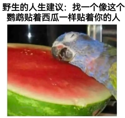 图片上方是黑色加粗文字'野生的人生建议：找一个像这个鹦鹉贴着西瓜一样贴着你的人'，下方是一张实拍照片：一只蓝白相间的鹦鹉正将身体紧贴在切开的西瓜红色果肉上，头部枕在西瓜上，姿态亲昵，仿佛与西瓜融为一体。整体通过鹦鹉与西瓜的亲密状态，比喻理想伴侣应有的黏人、亲密特质。