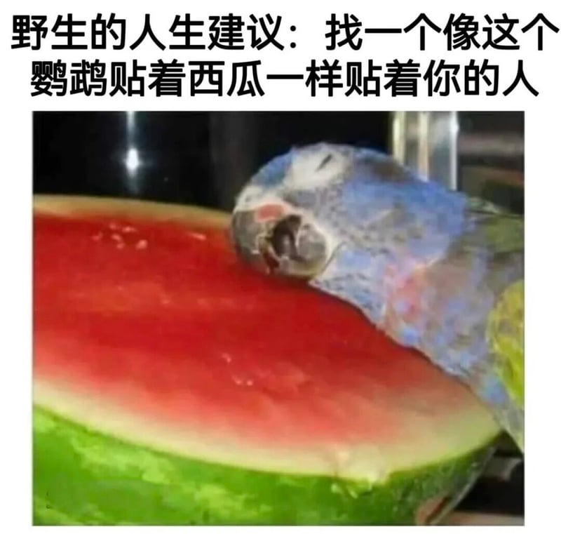鹦鹉