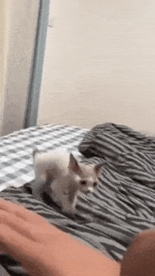 这是一段GIF动图，画面里一只浅毛色的小奶猫趴在带有条纹和格子图案的床品上，当一只人手朝它伸过来时，小猫立刻做出受惊的反应，身体紧绷，看起来既警惕又有点慌乱，模样十分可爱，充满了治愈感。