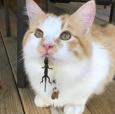 一只橘白相间的猫咪，有着大大的黄绿色眼睛和粉色的鼻子，正坐在木质地板上。它的嘴里叼着一只小小的黑色蜥蜴，蜥蜴的身体自然下垂，而猫咪则露出一副无辜又呆萌的表情，仿佛不知道自己嘴里叼着什么。整体画面充满了反差萌，展现了宠物不经意间的可爱瞬间。