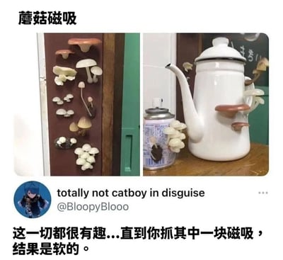 图片分为左右两栏。左栏展示多种造型的蘑菇形状磁吸贴在棕色门板上，颜色有白色、浅棕色等，形态各异；右栏则是一个白色水壶，壶身上也吸附着类似的蘑菇磁吸，旁边还有一罐印有日文的饮料罐。图片上方有标题“蘑菇磁吸”，底部配有文字“这一切都很有趣...直到你抓其中一块磁吸，结果是软的。”，中间还显示了用户账号“totally not catboy in disguise”及“@BloopyBlooo”。通过对比展示蘑菇磁吸的日常使用场景，并以文字制造反差幽默——看似硬质的磁吸实际是软质的，带来意外感。