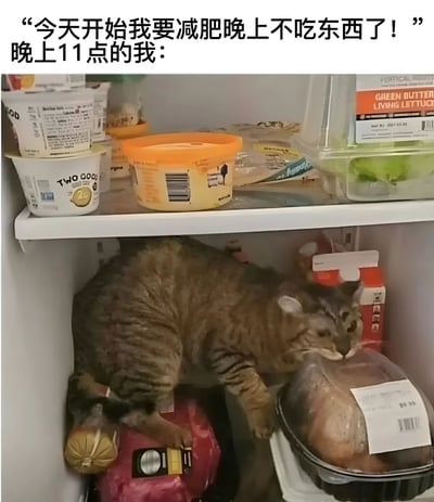 图片上方配有文字“今天开始我要减肥晚上不吃东西了！晚上11点的我：”，下方是一张实拍图：一只虎斑猫蜷缩在塞满食物的冰箱里，正低头嗅闻一盒肉类，周围有酸奶、生菜、面包等食材。通过猫咪深夜潜入冰箱觅食的场景，幽默对比了减肥决心与深夜食欲的矛盾，引发共鸣。
