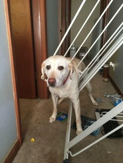 一只黄色拉布拉多犬站在倒塌的白色晾衣架中间，周围散落着各种物品，包括零食包装袋、书籍和一个键盘。狗狗表情无辜地看着镜头，仿佛对眼前的混乱状况毫不知情。背景中可以看到木质门框和走廊，地面铺着浅色地毯。