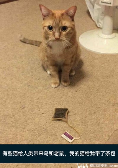 这是一张静态单图，画面主体是一只橘白相间的猫咪，它端正地坐在浅棕色地毯上，睁着圆溜溜的大眼睛，神态无辜又乖巧。在猫咪前方的地毯上，放着一个用过的茶包。图片底部配有文字“有些猫给人类带来鸟和老鼠，我的猫给我带了茶包”，通过对比其他猫咪会带回野外小动物作为“礼物”的常见行为，和这只猫咪带回茶包的奇特行为，制造出强烈的反差感，凸显出这只猫咪的与众不同，充满了萌趣和搞笑的氛围，让人觉得猫咪的行为既可爱又好笑。