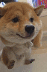 柴犬歪头杀！萌化你的心