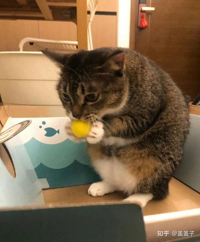 一只狸花猫坐在印有小鱼图案的纸盒里，双爪捧着黄色的小球，低头专注地把玩着小球，眼神认真，背景是普通的室内家居环境，画面温馨可爱，记录了宠物的日常趣味瞬间。