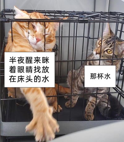 这是一张贴近日常的搞笑梗图，画面中是笼子里的两只猫咪：左侧橘猫半眯着眼睛，一副没完全睡醒的迷糊模样，伸出爪子做出摸索的动作，对应的配文是“半夜醒来眯着眼睛找放在床头的水”，用来指代半夜口渴、还没清醒就摸索找水的人；右侧的狸花猫睁着平静的眼睛，坐在一旁，对应的配文是“那杯水”，代表被寻找的床头水杯。整张图用猫咪的生动状态，幽默还原了人们半夜迷迷糊糊找水的生活小场景，内容接地气，容易引发大众的共鸣。