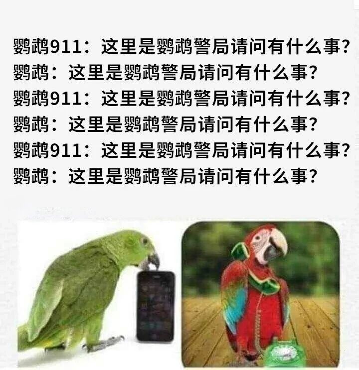 绿色鹦鹉