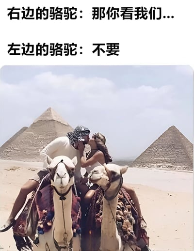 图片展示了一对情侣在埃及金字塔前骑骆驼时接吻的场景，上方配有拟人化的骆驼对话文字："右边的骆驼：那你看我们... 左边的骆驼：不要"。通过给骆驼添加人类对话，形成了幽默的反差效果，暗示右边的骆驼想模仿情侣接吻，而左边的骆驼拒绝了这个提议。