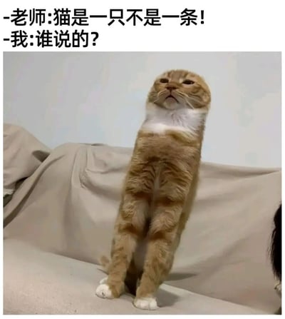 图片上方有两行对话文字：“老师: 猫是一只不是一条!”和“我: 谁说的?”。下方是一张橘白相间的猫咪照片，猫咪正直立站在浅色沙发上，身体呈垂直条状，头部微微抬起，表情平静。通过猫咪直立时的长条状形态，幽默地反驳了老师关于猫不能用“条”作为量词的说法，形成趣味反差。