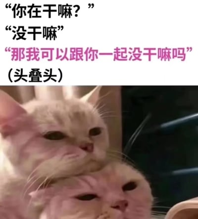 图片上半部分为三段对话文本：黑色文字“你在干嘛？”“没干嘛”，粉色文字“那我可以跟你一起没干嘛吗”及括号内“(头叠头)”。下半部分是两只浅色猫咪头叠头依偎的照片，猫咪表情平静。整体通过幽默对话与猫咪动作的结合，营造出温馨可爱的氛围，“没干嘛”被巧妙转化为可共享的亲密行为，呼应猫咪头叠头的画面。