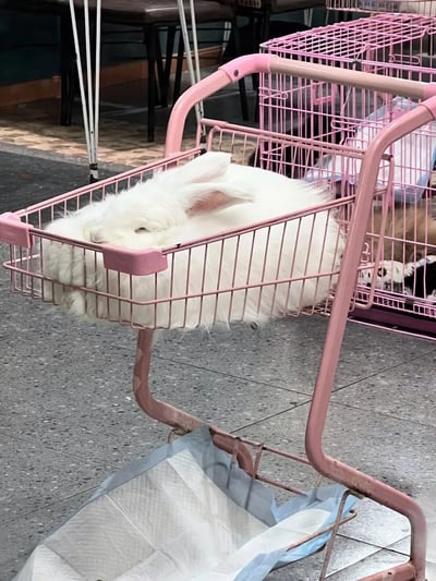 一只毛茸茸的白色兔子蜷缩在粉色金属丝篮子里，双眼紧闭，似乎正在打盹。兔子的毛发蓬松雪白，长长的耳朵自然垂下，身体完全舒展开占据了整个篮子空间。篮子下方有一个放置蓝色尿垫的隔层，背景中能看到另一组粉色笼子和模糊的桌椅，推测是在宠物店或宠物相关场所拍摄。整体画面充满治愈感，粉色篮子与白色兔子形成温馨可爱的视觉对比。
