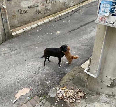 一条略显破旧的街道上，一只黑色的狗与一只橘色的猫正在互动。黑狗站立着，橘猫用前爪搭在黑狗的脖子上，画面温馨有趣。街道旁的墙壁上有多处涂鸦，地面散落着一些垃圾，右侧有一个贴着蓝色纸张和数字“187”标识的电线杆。整体场景充满生活气息，展现了动物间的友好瞬间。