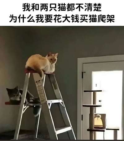 图片上方配有文字“我和两只猫都不清楚为什么我要花大钱买猫爬架”，下方是一张室内照片。照片中，一只橘猫正坐在银色梯子的顶端，另一只黑白猫则慵懒地趴在梯子中间的横档上，而背景中原本为猫咪准备的猫爬架却无人问津。整体画面幽默地展现了猫咪宁愿选择普通梯子也不使用昂贵猫爬架的反差场景，道出了许多猫主人的共同无奈。