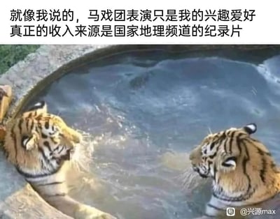 这是一张充满反差感的搞笑梗图，画面里的两个“老虎”实际上是佩戴了逼真老虎头套的人，他们泡在水池中只露出上半身，视觉效果酷似两只老虎在水中互动。图上方的配文“就像我说的，马戏团表演只是我的兴趣爱好 真正的收入来源是国家地理频道的纪录片”，以拟人的视角将这两个“伪装者”调侃成老虎，制造出“副业是马戏团表演，主业是伪装成野生老虎供国家地理拍纪录片”的反差笑点，既利用了视觉错觉（头套的逼真效果）增强趣味性，也贴合了当下年轻人调侃“副业收入超过主业”的语境。