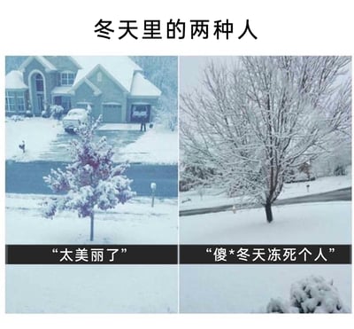 这是一张左右拼接的搞笑梗图，标题为“冬天里的两种人”，通过拟人化的树木形象展现人们面对冬日的两种极端态度：左侧是带有紫红色叶片、被积雪覆盖的小树，搭配文字“太美丽了”，代表喜爱冬日雪景、享受冬日氛围的人群；右侧是枝干光秃、挂满积雪的大树，搭配文字“傻*冬天冻死个人”，代表怕冷、厌恶寒冷天气的人群，用贴近生活的反差感制造笑点，容易引发大众共鸣。