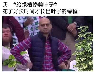 这是一张充满趣味的拟人化搞笑梗图，上方配有情景文字，分为两部分：第一部分标注“我：*给绿植修剪叶子*”，描述了人类给绿植修剪叶片的行为；第二部分标注“花了好长时间才长出叶子的绿植：”，引出下方的核心画面。下方的主体是一张真人照片，照片里的光头大叔双手叉腰，面部表情严肃且带着明显的不满，呈现出愤怒的姿态，同时在大叔的身体左右两侧分别P上了不同品种的绿植，将大叔拟人化，代表那株好不容易长出叶子却被修剪的绿植，用人类生气的神态和动作来表现绿植“委屈又不满”的情绪，以拟人化的创意手法制造出幽默的效果，调侃了日常给绿植修剪叶子时，仿佛绿植会产生情绪的趣味场景，让普通的日常小事变得生动好笑。