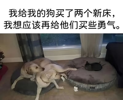 图片上半部分是黑色文字：“我给我的狗买了两个新床，我想应该再给他们买些勇气。”下半部分是实拍场景：两只浅色狗狗挤在一个深色狗床上，其中一只狗狗伸爪似乎想触碰另一个床，而另一个灰色狗床上则坐着一只淡定的黑猫，独自占据了整个床位。画面幽默地展现了猫咪“霸占”狗床，狗狗们显得有些胆怯不敢争抢的有趣日常。