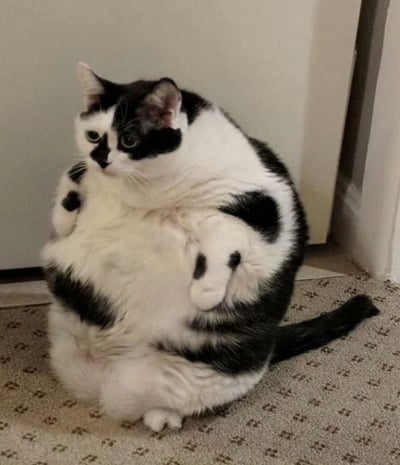 一只体型圆润的黑白奶牛猫正坐在铺有花纹地毯的地面上，身体呈现出明显的肥胖特征，肚子圆滚滚地向前突出。猫咪的头部转向左侧，眼神略带疑惑地张望，前爪自然地放在身体两侧，尾巴则垂在身后。背景是浅色的墙壁和门框，整体画面充满了可爱又滑稽的感觉。