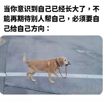 图片上方为黑色加粗文字：'当你意识到自己已经长大了，不能再期待别人帮自己，必须要自己给自己方向：'，下方是一张实拍照片。照片中一只金毛犬嘴里叼着自己的红色牵引绳，独自走在有裂缝的柏油马路上，背景简洁。整体通过狗狗自己牵引自己的画面，幽默且形象地隐喻了成年人需要独立、自我引导的生活状态。