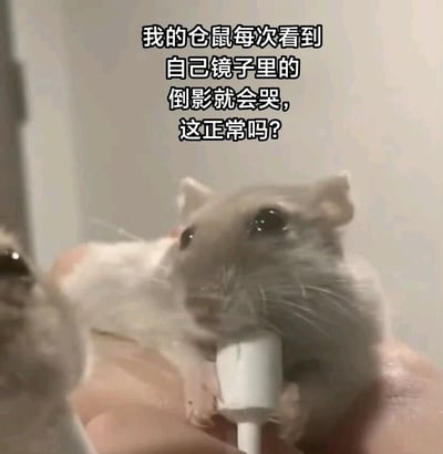 图片中是一只被捧在手中的仓鼠，它有着圆溜溜的大眼睛，正注视着前方。图片上方配有文字：'我的仓鼠每次看到自己镜子里的倒影就会哭，这正常吗?'，展现了宠物主人对仓鼠行为的疑惑。仓鼠表情看起来无辜又带着一丝困惑，整体画面温馨又有趣。