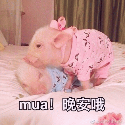 小猪mua晚安哦