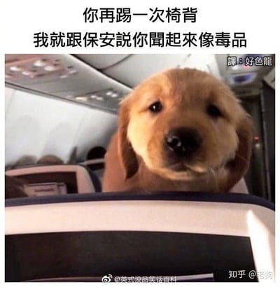 这是一张在飞机客舱场景下的搞笑梗图，画面主体是一只金毛幼犬，它趴在前排座椅的靠背上，表情看起来严肃又略带无辜，仿佛在盯着后排的人。图上配文为“你再踢一次椅背 我就跟保安說你聞起來像毒品”，用一种夸张、无厘头的威胁方式，吐槽飞机上后排乘客反复踢前排椅背的不文明行为，以小狗的视角放出狠话，形成强烈的反差萌，让人觉得滑稽好笑。
没有双关、谐音梗等内容，纯靠夸张的吐槽和宠物的反差感制造笑点。