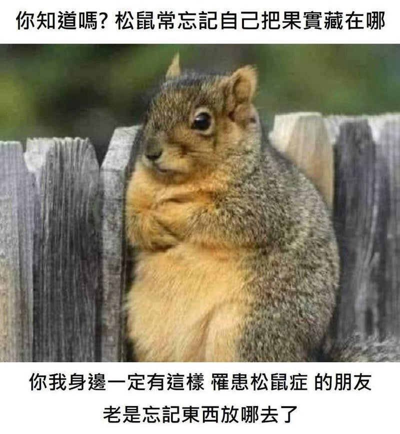 松鼠