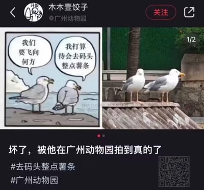 这是一张左右对比图，左侧是经典网络梗图：两只海鸥站在岸边，一只海鸥问「我们要飞向何方」，另一只淡定回答「我打算待会去码头整点薯条」，无厘头的对话让这个梗图广为流传；右侧是在广州动物园实拍的两只海鸥，它们的姿态和梗图里的海鸥高度重合，完美还原了梗图的场景。配文「坏了，被他在广州动物园拍到真的了」，将虚拟梗图和现实场景结合，形成了强烈的趣味反差，充满搞笑感。
