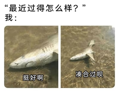 这是一张采用左右对比形式的网络梗图，顶部配有文字“最近过得怎么样？”“我：”，左侧画面是一条完整的鲨鱼停留在浅水中，下方配文“挺好啊”；右侧画面是同一条鲨鱼只剩后半截身体，下方配文“凑合过呗”。图片通过鲨鱼完整与残缺的强烈视觉反差，生动地表现出当代人在面对他人的近况问候时，表面上敷衍地表示生活状态良好，实际却早已被生活压力消磨得只剩“半条命”、勉强维持的真实心态，精准戳中了人们在生活压力下表里不一的自嘲情绪，容易引发网友的共鸣。