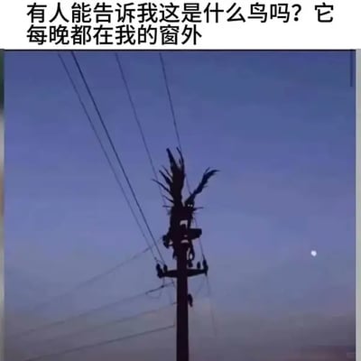 图片上方配有文字“有人能告诉我这是什么鸟吗？它每晚都在我的窗外”，下方是一张拍摄于黄昏时分的照片。照片中，一根电线杆矗立在画面中央，数条电线向远方延伸，背景是渐变为深蓝色的天空。电线杆顶部有一捆树枝，其剪影在昏暗光线下酷似一只体型庞大、羽毛蓬松的神秘“大鸟”，营造出一种因视觉误差产生的幽默误会场景。